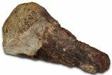 Fossil Ornithischian Dinosaur Bone Section - Montana #355128-1